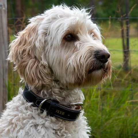 Hundehalsbånd dobbel OXXE 43 - Svart Hvit søm / D-ring i smygstol