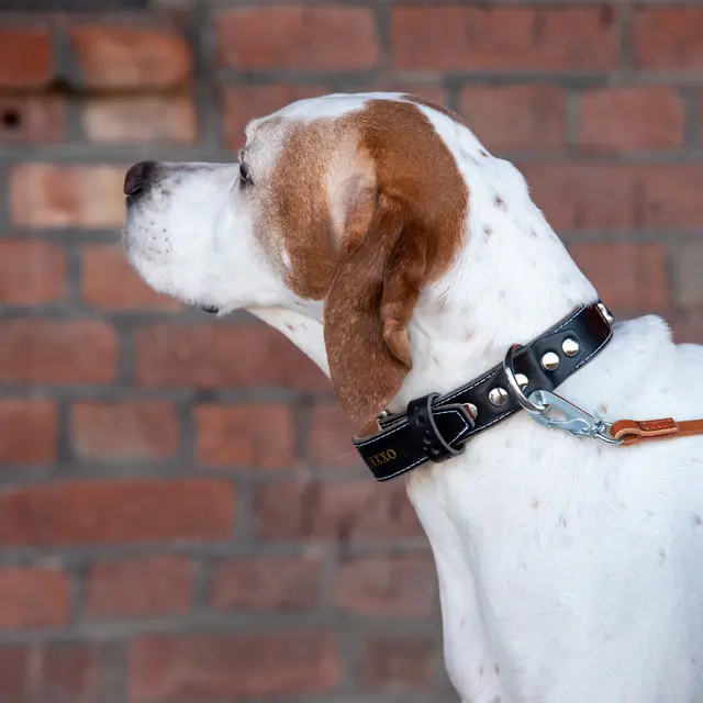 Hundehalsbånd dobbel OXXE 43 - Svart Hvit søm 