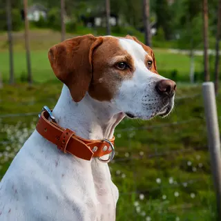 Hundehalsb&#229;nd enkel OXXE 43 - Brun
