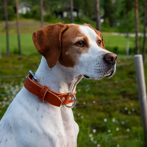 Hundehalsbånd enkel OXXE 43 - Brun