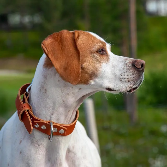 Hundehalsbånd enkel OXXE 43 - Brun 