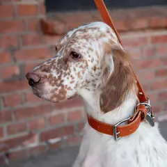 Hundehalsbånd enkel OXXE 43 - Brun D-ring i smygstolfestet