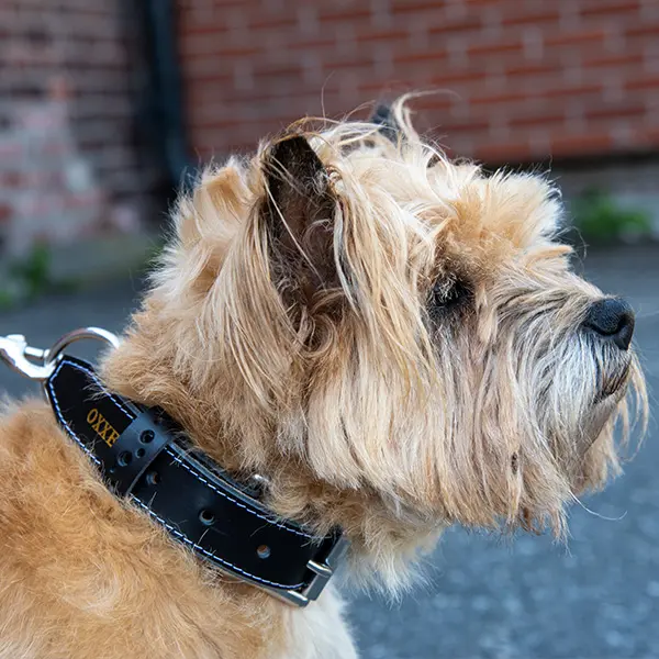 Hundehalsbånd dobbel OXXE 43 - Svart Hvit søm 