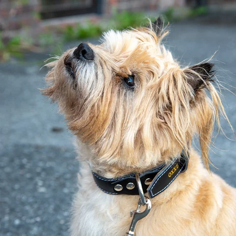Hundehalsbånd dobbel OXXE 43 - Svart Hvit søm